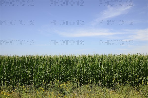 USA, Iowa, Cornfield along Route 30