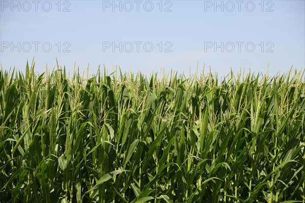 USA, Iowa, Cornfield along Route 30 in close-up