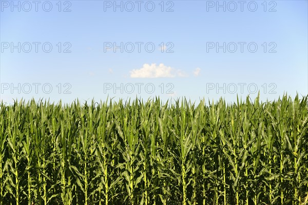 USA, Nebraska, Corn growing along Route 20