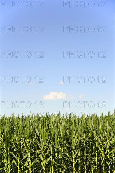 USA, Nebraska, Corn growing along Route 20