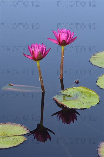 Pink lily flowers in pond