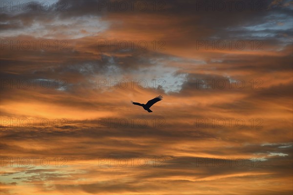 Silhouette of bird against colorful sky