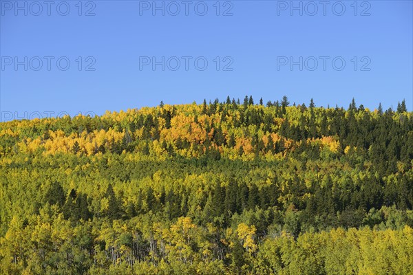 USA, Colorado, Kenosha Pass in fall