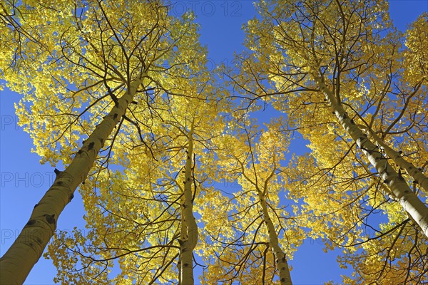 USA, Colorado, Trees at Kenosha Pass in fall