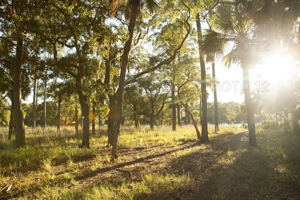 Trees with bright sun in background