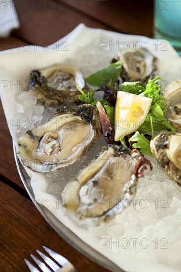 Oysters on white plate