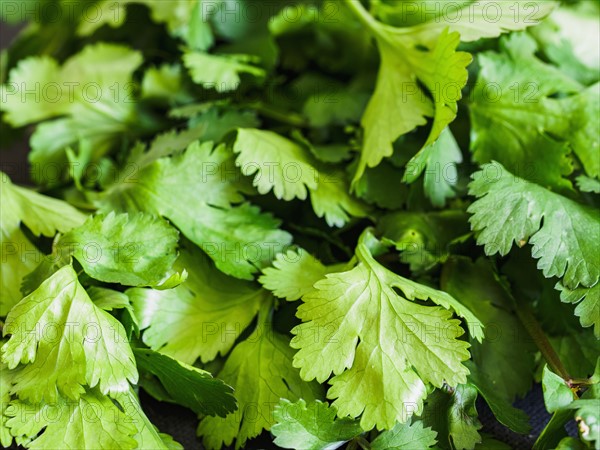 Coriander leaves