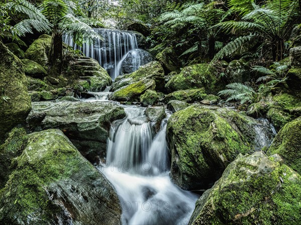 Australia, New South Wales, Katoomba, Leura Cascade in forest