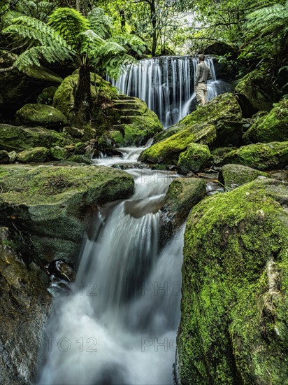 Australia, New South Wales, Katoomba, Leura Cascade in forest