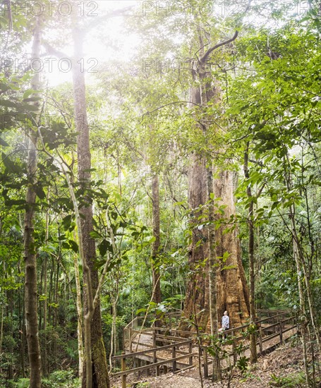 Australia, New South Wales, Port Macquarie, Mature woman in forest