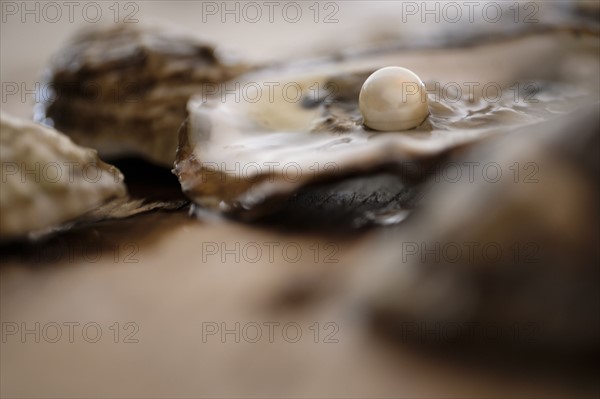 Pearl inside oyster shell.