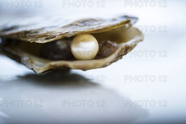 Pearl inside oyster shell.