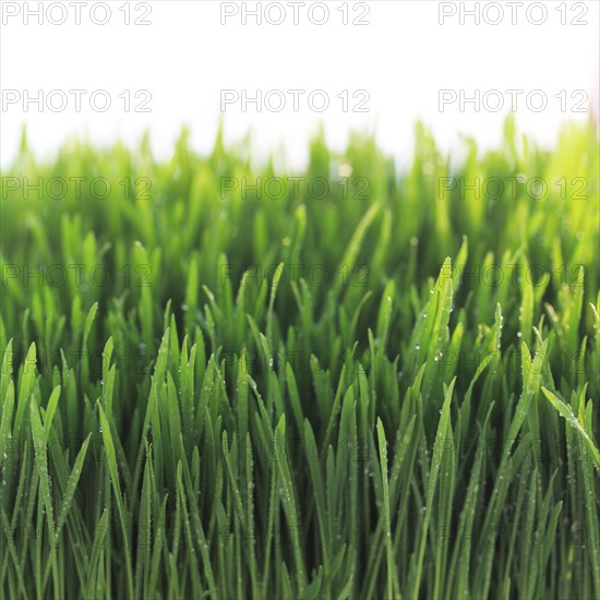 Close-up of wet grass.