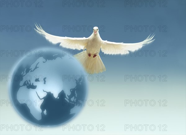 White dove above terrestrial globe.