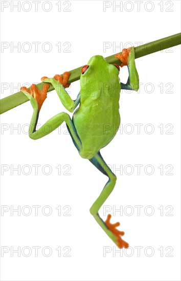 Tree frog hanging from branch.
