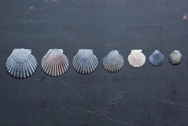 Seashells on dark surface