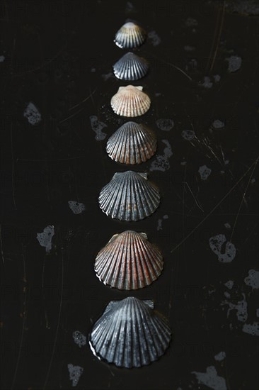 Seashells on dark surface