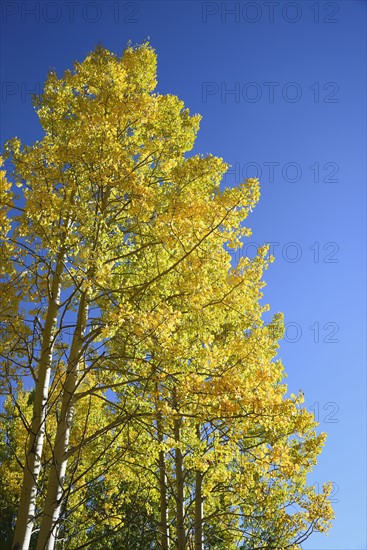 USA, Colorado, Kenosha Pass, Low angle view of autumn aspen trees against blue sky