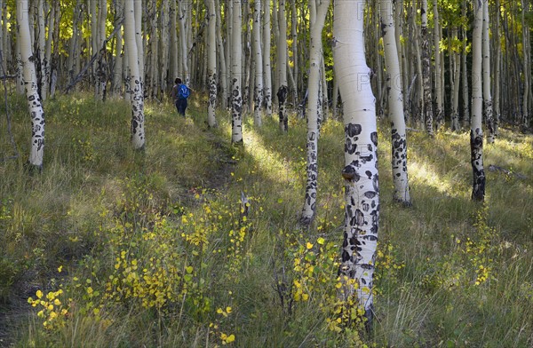 USA, Colorado, Kenosha Pass, Hiker walking in forest