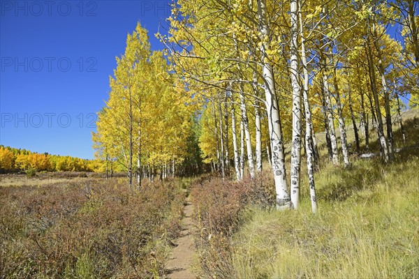 USA, Colorado, Kenosha Pass on sunny day