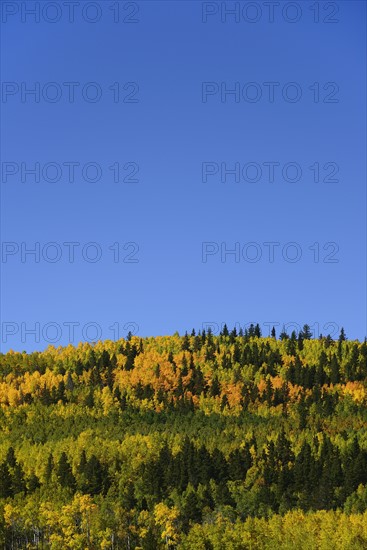 USA, Colorado, Scenic view of Kenosha Pass with blue sky