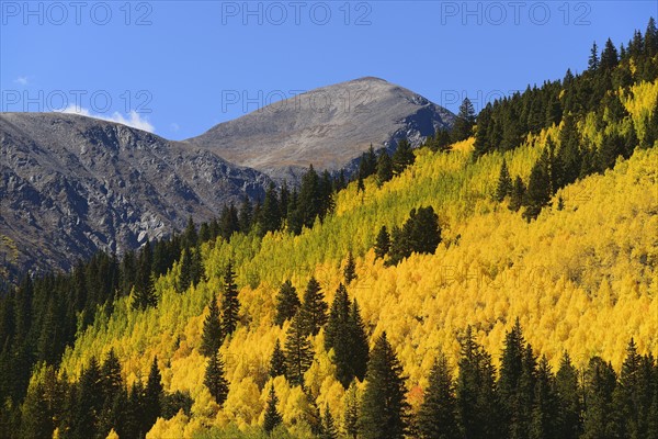 USA, Colorado, Scenic view of forest in Kenosha Pass