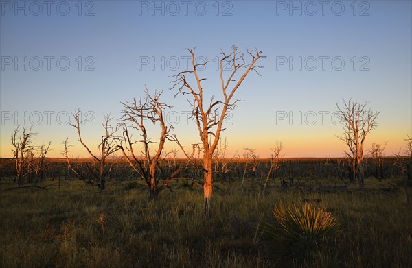 USA, Colorado, Mesa Verde National Park, Bare trees against sunset sky