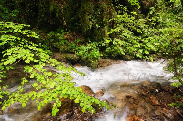 Ukraine, Zakarpattia, Rakhiv district, Carpathians, Stream in forest