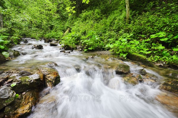 Ukraine, Zakarpattia, Rakhiv district, Carpathians, Stream in forest