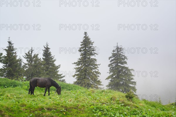 Ukraine, Zakarpattia, Rakhiv district, Carpathians, Maramures, Horse in mountain pasture