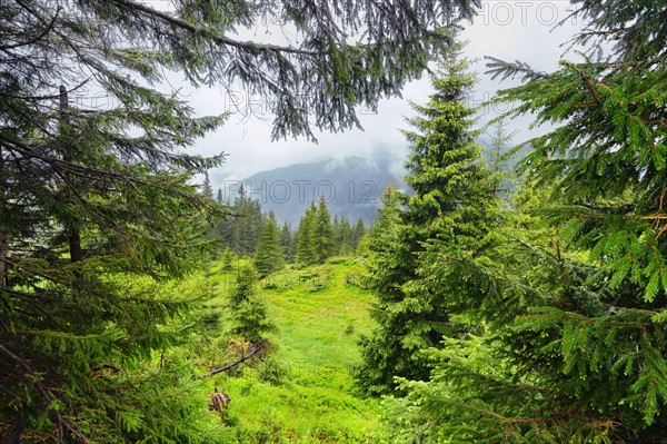 Ukraine, Zakarpattia, Rakhiv district, Carpathians, Maramures, Lush foliage in mountain region