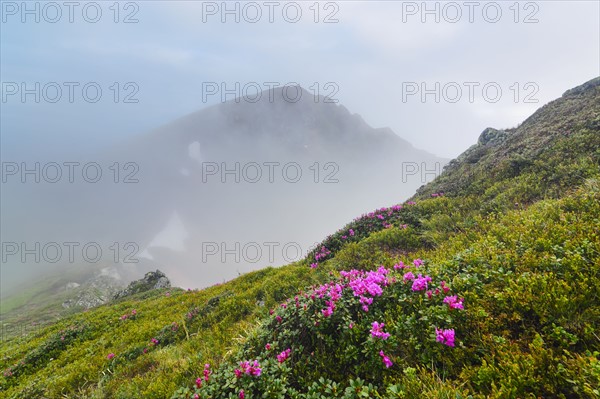 Ukraine, Zakarpattia, Rakhiv district, Carpathians, Maramures, Pink flowers on hill