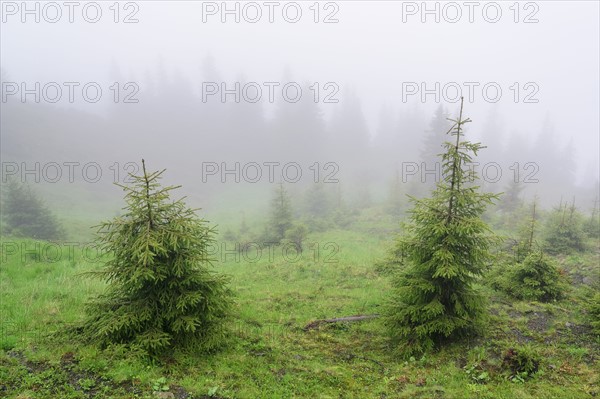 Ukraine, Zakarpattia, Rakhiv district, Carpathians, Maramures, Fog covering evergreen trees