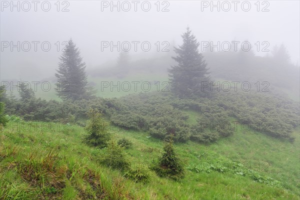 Ukraine, Zakarpattia, Rakhiv district, Carpathians, Maramures, Fog covering evergreen trees