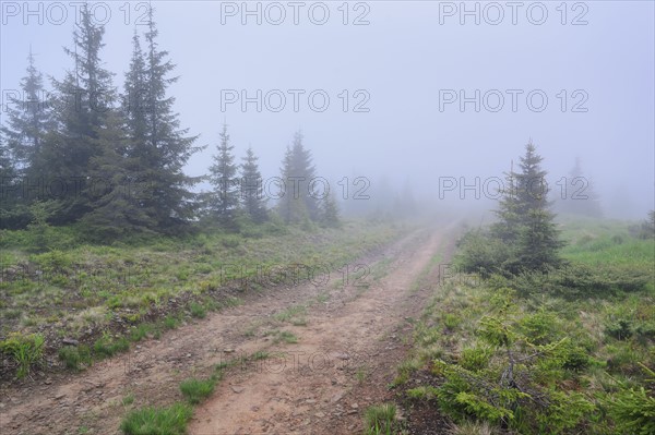 Ukraine, Zakarpattia, Rakhiv district, Carpathians, Maramures, Hiking trail in wilderness