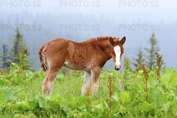 Ukraine, Ivano-Frankivsk region, Verkhovyna district, Carpathians, Chernohora, Young horse in mountain pasture