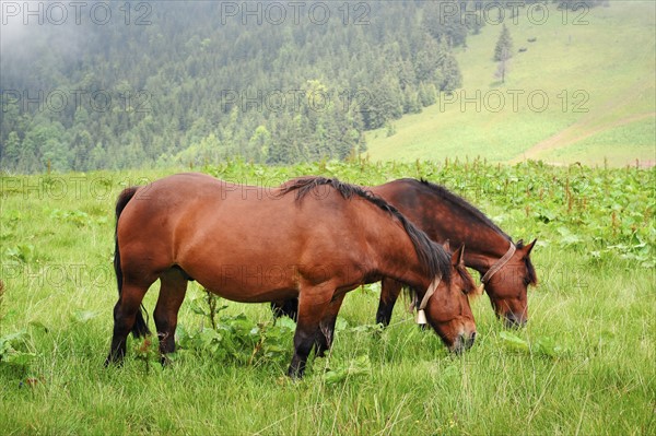 Ukraine, Ivano-Frankivsk region, Verkhovyna district, Carpathians, Chernohora, Horses in mountain pasture