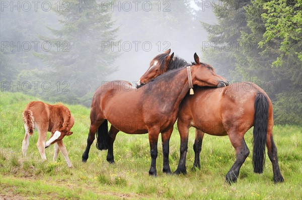 Ukraine, Ivano-Frankivsk region, Verkhovyna district, Carpathians, Chernohora, Horses in mountain pasture