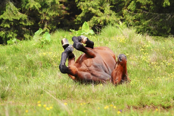 Ukraine, Ivano-Frankivsk region, Verkhovyna district, Carpathians, Chernohora, Horse rolling on back in mountain pasture