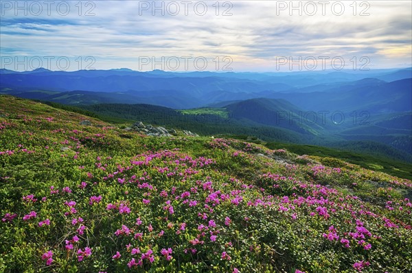 Ukraine, Ivano-Frankivsk region, Verkhovyna district, Carpathians, Chernohora, Pink flowers in mountain landscape