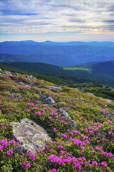 Ukraine, Ivano-Frankivsk region, Verkhovyna district, Carpathians, Chernohora, Mountain landscape on sunny day