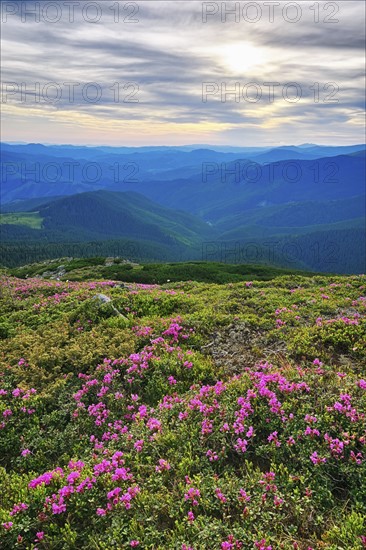 Ukraine, Ivano-Frankivsk region, Verkhovyna district, Carpathians, Chernohora, Pink flowers in mountain landscape