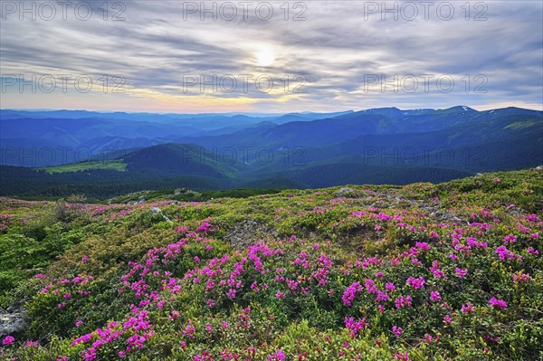 Ukraine, Ivano-Frankivsk region, Verkhovyna district, Carpathians, Chernohora, Pink flowers in mountain landscape