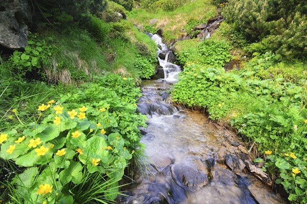 Ukraine, Ivano-Frankivsk region, Verkhovyna district, Carpathians, Dzembronskie waterfalls