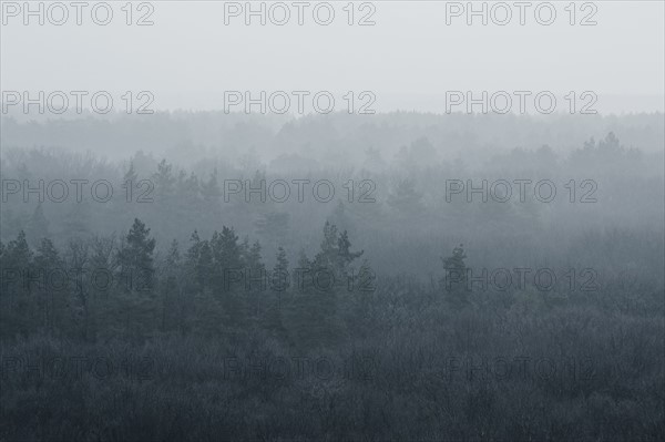 Ukraine, Dnepropetrovsk region, Novomoskovsk district, Forest covered in fog