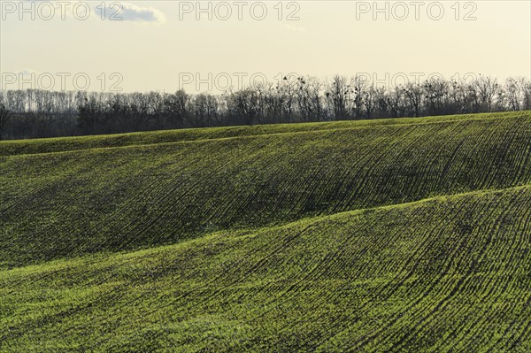 Ukraine, Dnepropetrovsk region, Novomoskovsk district, Green fields