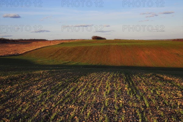 Ukraine, Dnepropetrovsk region, Novomoskovsk district, Plants growing in field