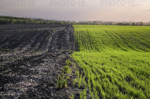 Ukraine, Dnepropetrovsk region, Novomoskovsk district, Agricultural fields