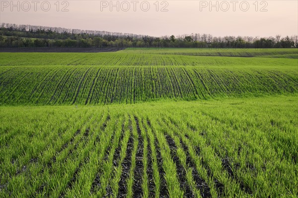 Ukraine, Dnepropetrovsk region, Novomoskovsk district, Plants growing in field