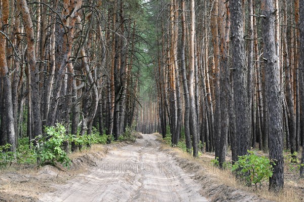 Ukraine, Dnepropetrovsk region, Novomoskovsk district, Dirt road in forest